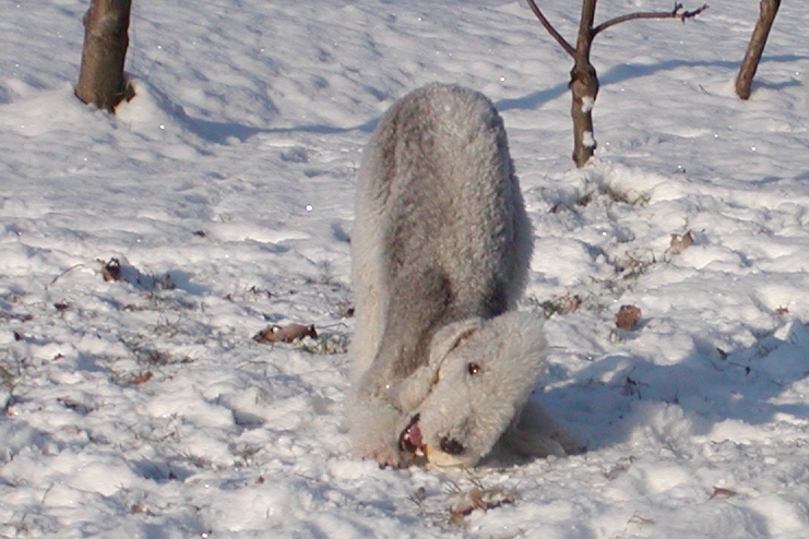 2009-12-19 Quincy (7).JPG